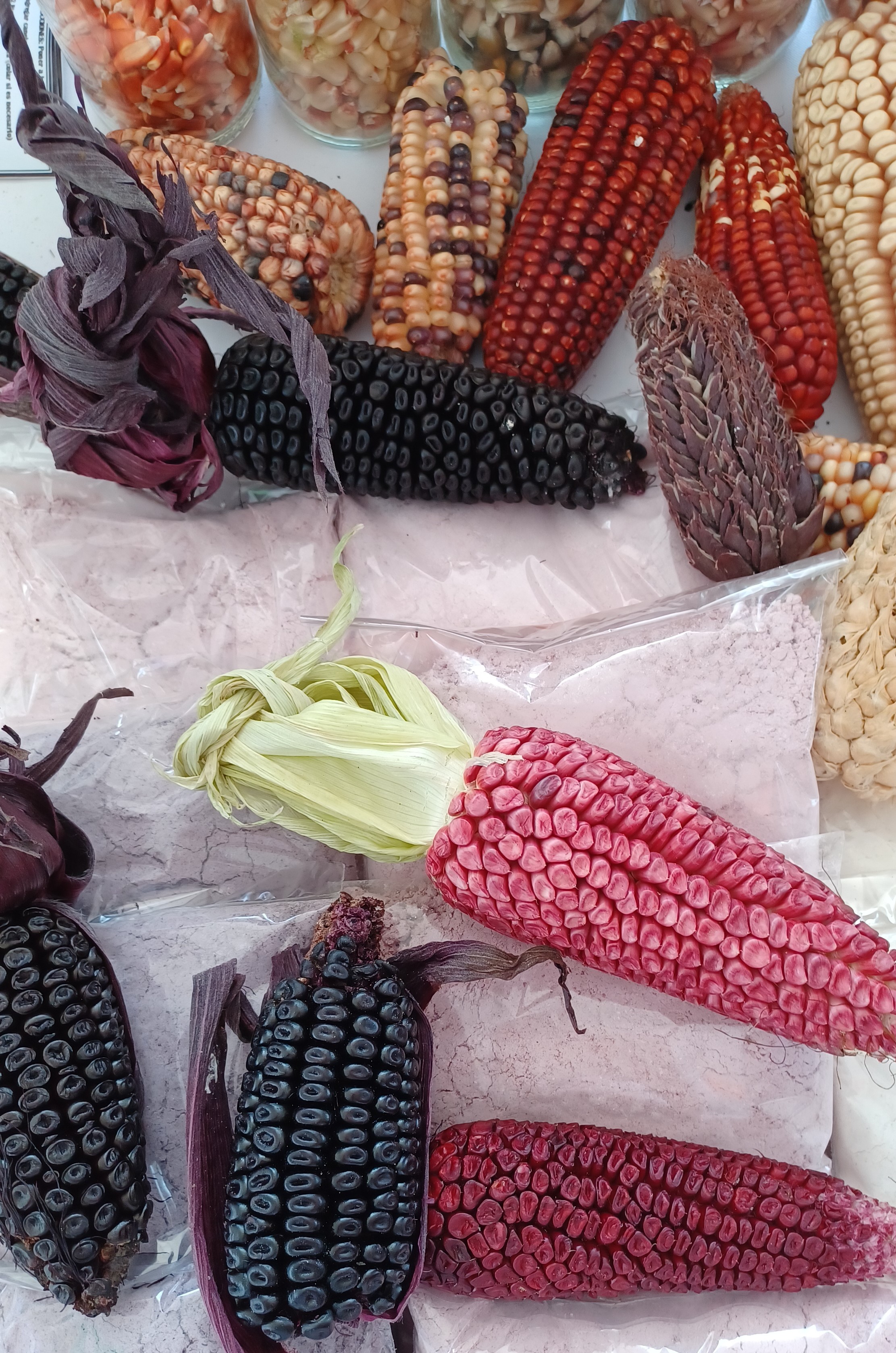 International Day of Maize (Corn)