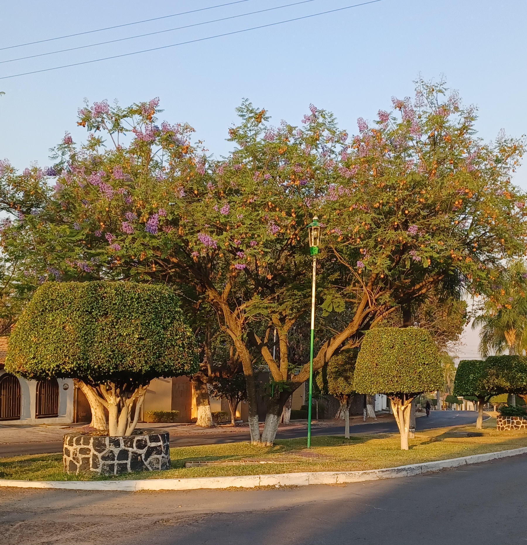 Jacarandas in Mexico Explained