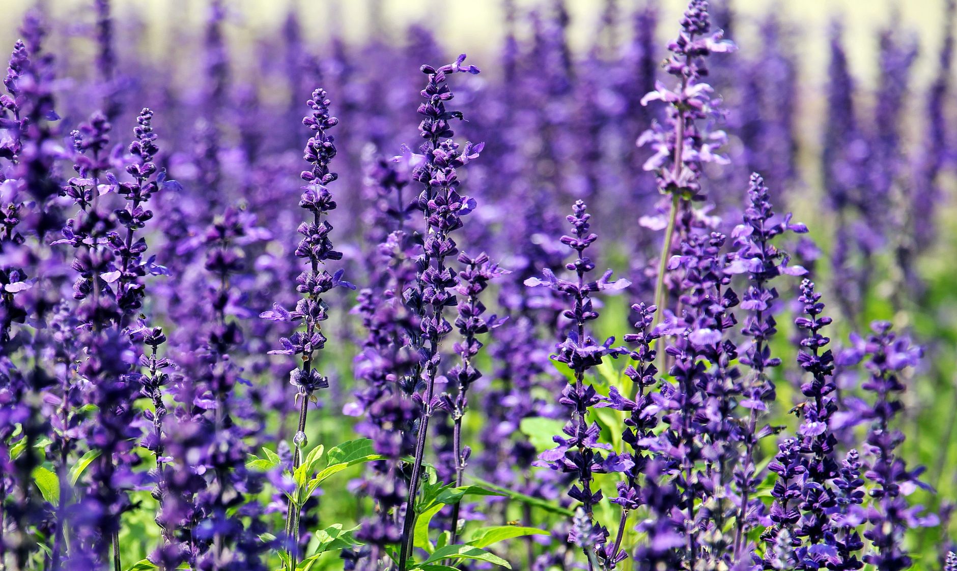 Lavender Blooms in Mexico in July: Purple Fields at Their Peak