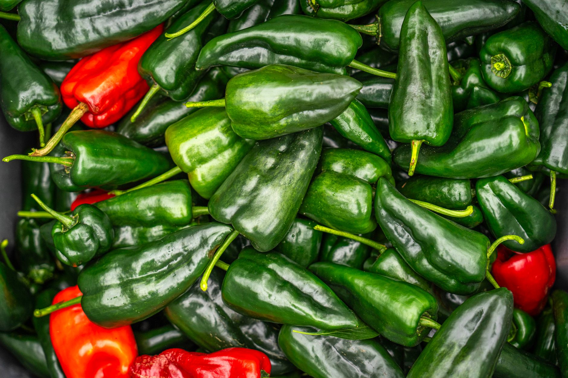 Chiles Poblanos