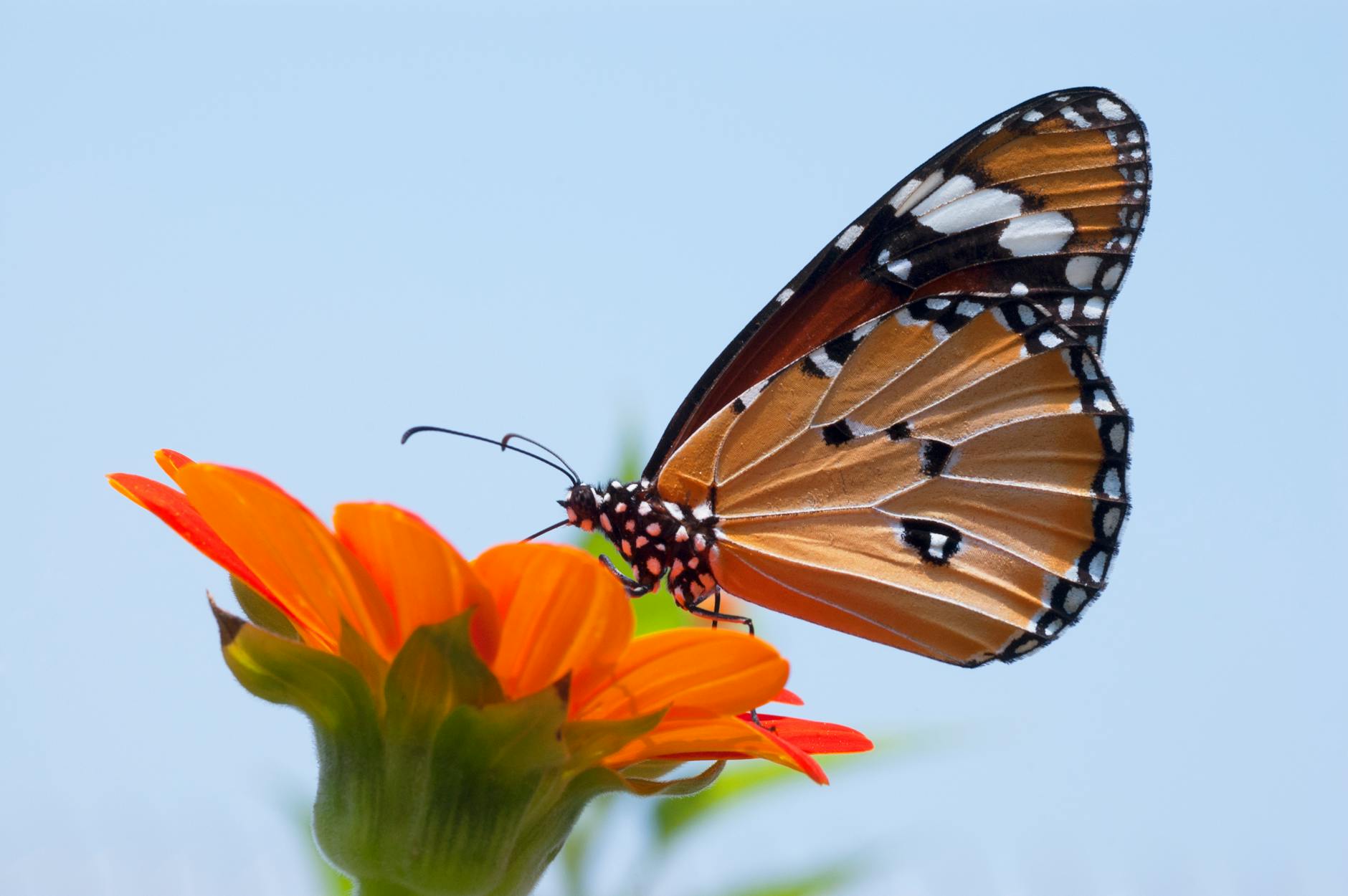 Monarch Butterflies in Mexico