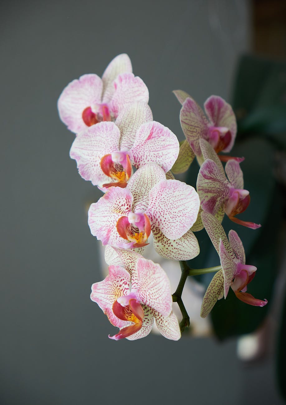 Mexico National Day of the Orchid: March 21