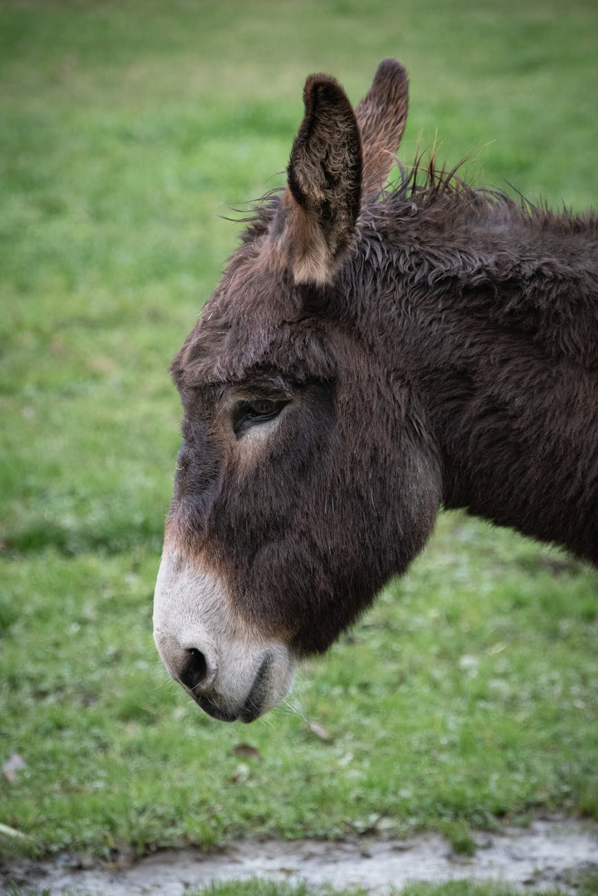 Burrolandia México  (Donkeyland Mexico)