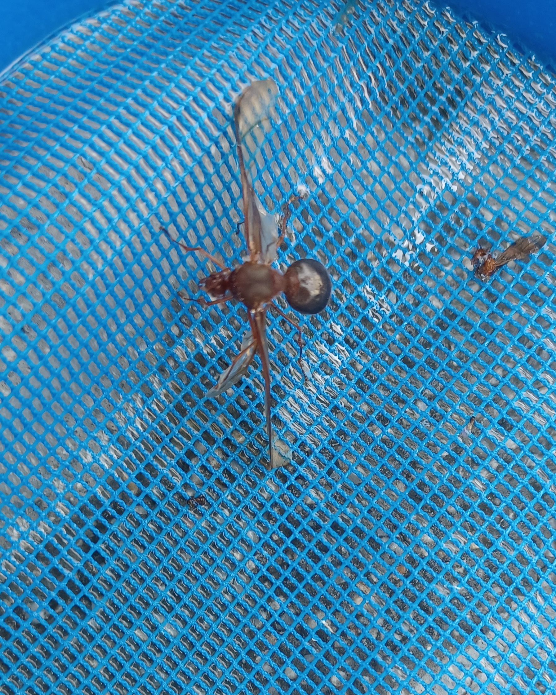 Winged Leaf-Cutter Ants in Southern Mexico: Their Fascinating June Emergence